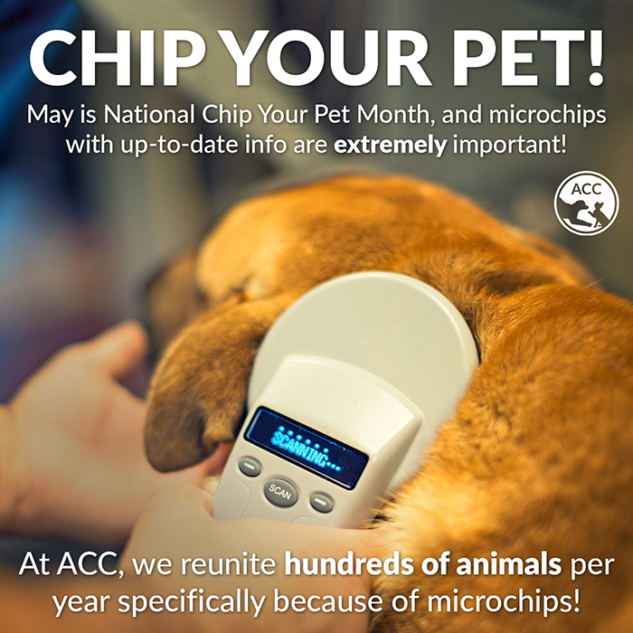 ACC_Chip-Your-Pet-bulletin