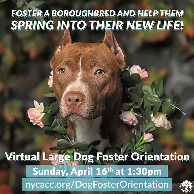 April_SocialSquare-DogFoster-Bulletin