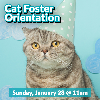 Cat-Foster-Bulletin-Jan2024