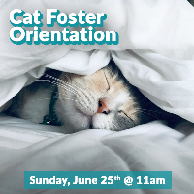 Cat-Foster-June2023