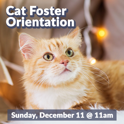 CatFoster-Dec22-Bulletin