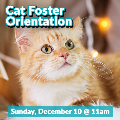 Cats-Dec2023-Foster-Bulletin