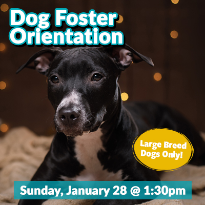 Dog-Foster-Bulletin-Jan2024