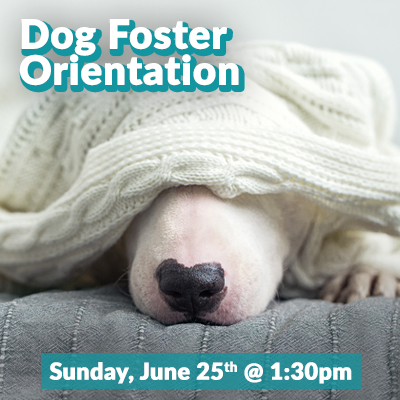 Dog-Foster-June2023