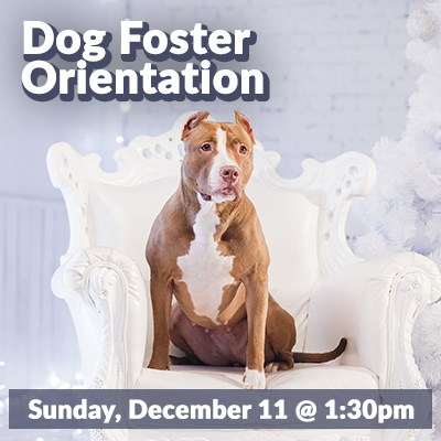 DogFoster-Dec22-Bulletin