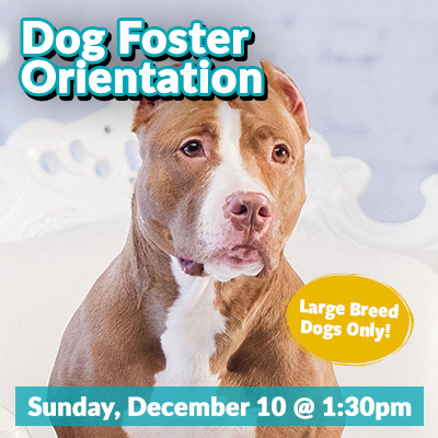Dogs-Dec2023-Foster-Bulletin