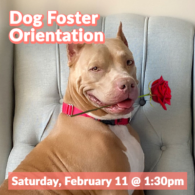 February2023_DogFoster_Bulletin
