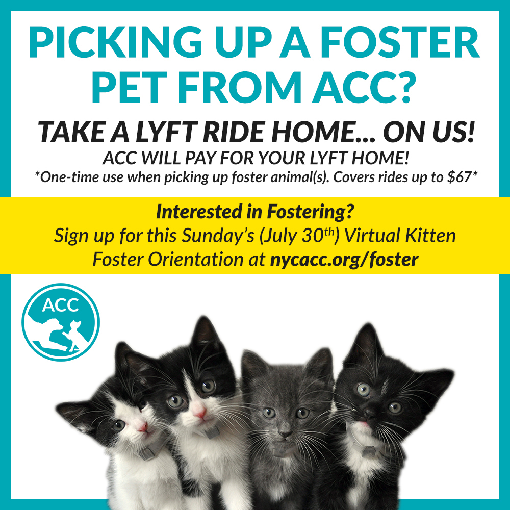 July-Foster-LYFT-RIDES-kittens