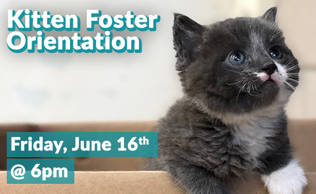 Kitten-Foster-June2023