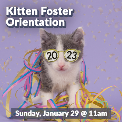 Kitten-Jan_Foster_Bulletin_23