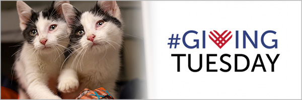 2018 Giving Tuesday banner with kittens