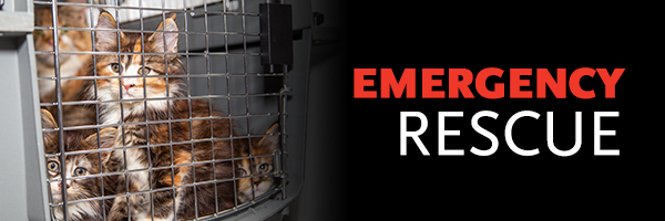 Cats rescued from a cruelty case w/ words &quot;Emergency Re