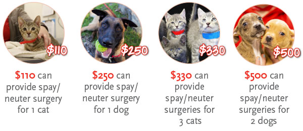 Images of gift levels and spay/neuter outcomes for animals
