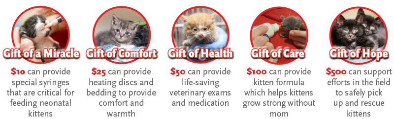Images of gift levels and impacts for kittens