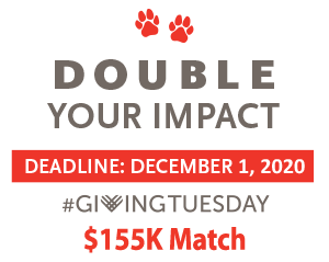 The ARL Giving Tuesday logo with words &quot;$155K Match&quo