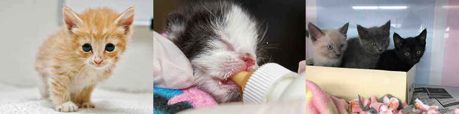 Kitten Nursery Bottle Baby ICU