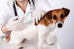 Click here for more information about Vaccines Save Dogs Lives for a Day