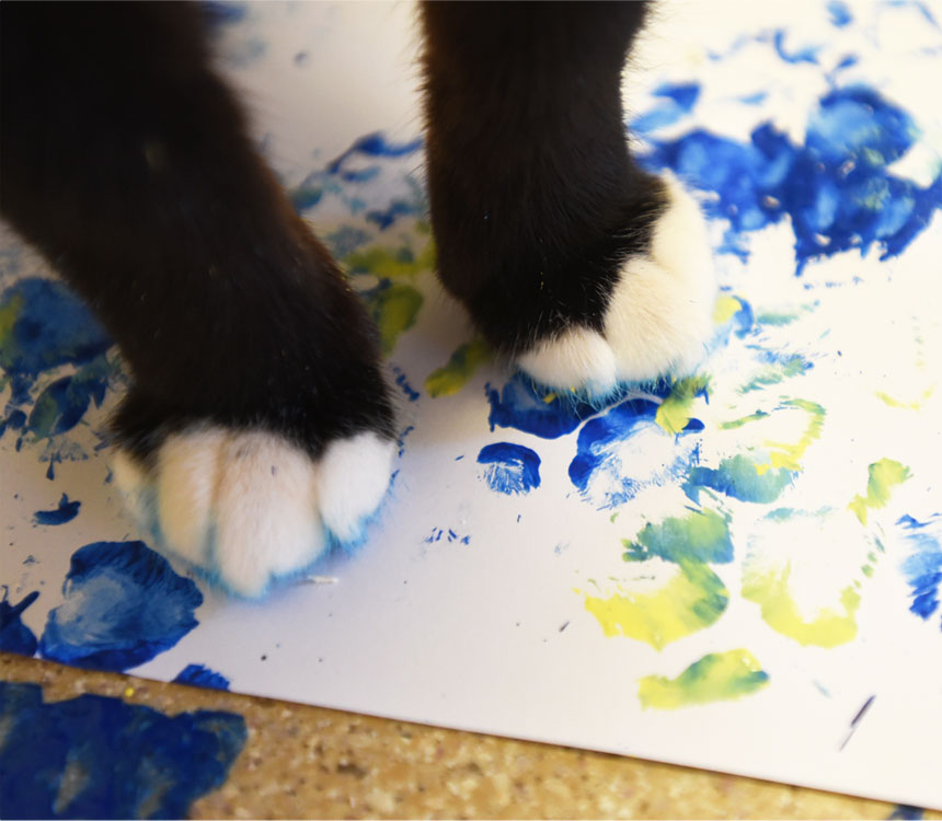 Using animal-safe paint, Sanctuary animals are using their paws (and hooves) to exercise their own sense of creativity.