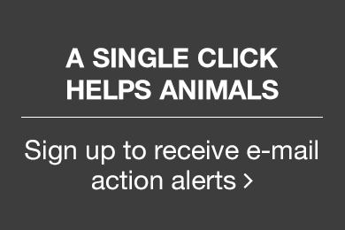 A single click helps animals. Sign up to receive e-mail action alerts.