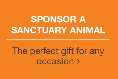Sponsor a Sanctuary Animal. The perfect gift for any occasion.
