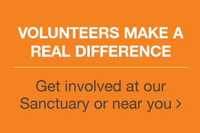 Volunteers Make a Real Difference. Get involved at our Sanctuary or near you.