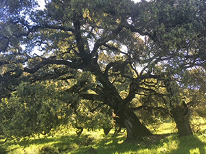 Oak tree at Fairfield Osborn Preserve