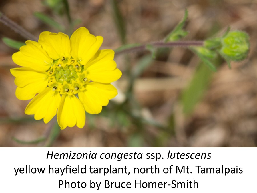 Hemizonia congesta ssp. lutescens yellow hayfield tarplant B