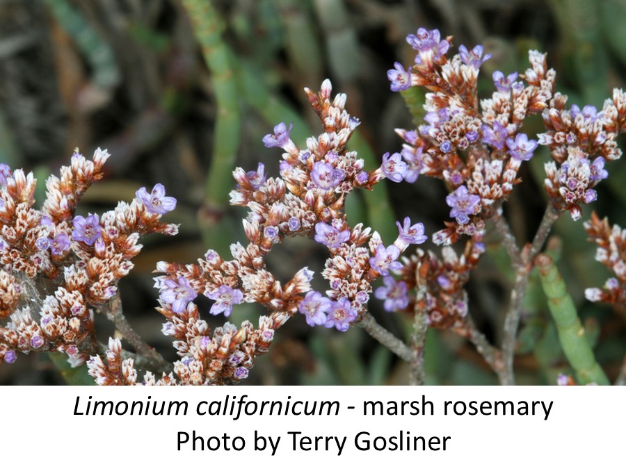Limonium californicum marsh rosemary Terry Gosliner