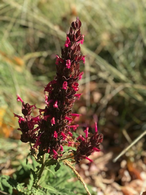 Salvia Spathacea (Hummingbird Sage)