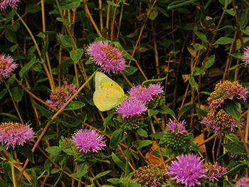 Alfalfa butterfly on coyote mint