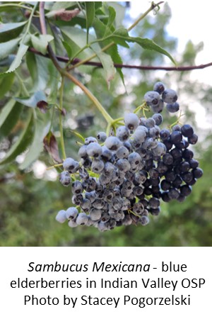 blue elderberries Stacey Pogorzelski Indian Valley OSP