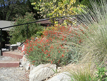 california native garden