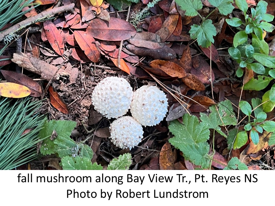 fall mushroom Robert Lundstrom