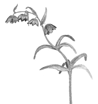 Fritillaria affinis illustration
