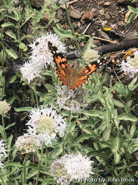 Painted lady on coyote mint