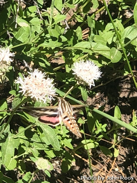 White-lined Sphinx moth on Coyote Mint