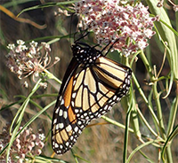 monarch butterfly on narrow-leaf milkweed