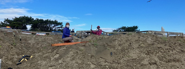 volunteers planting natives at Doran Beach