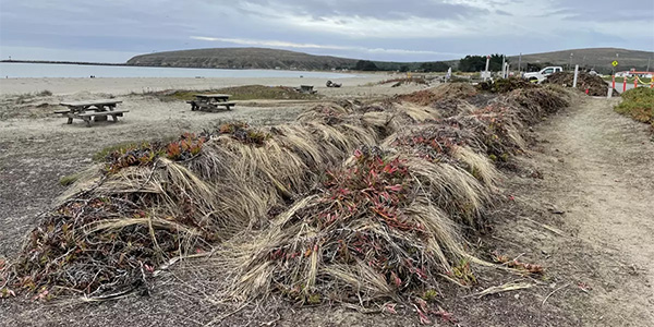 pulled ice plant piles at Doran Beach
