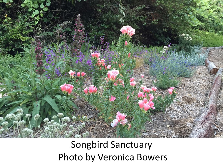 songbird sanctuary 3 Veronica Bowers