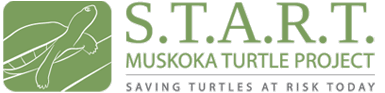 START Muskoka Logo