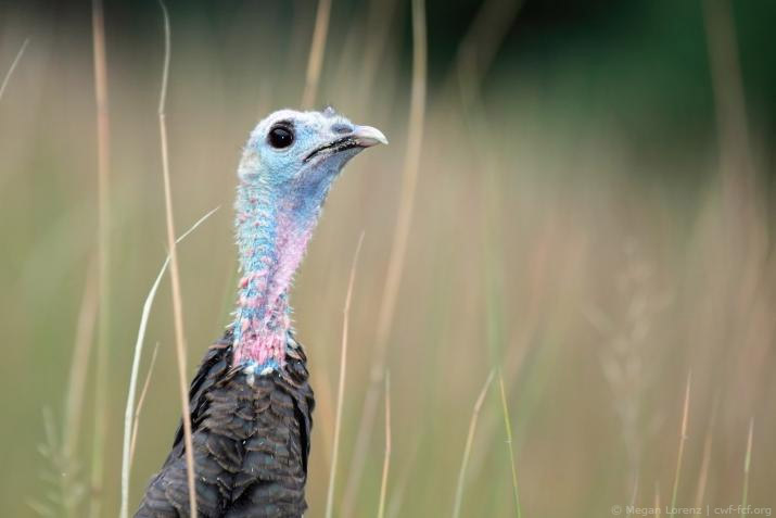 thanksgiving ecard - turkey head