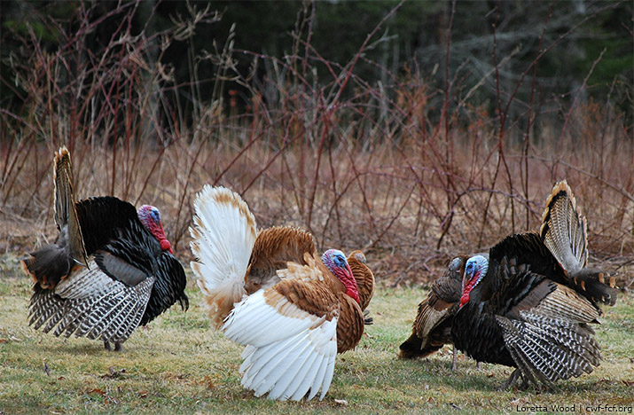 thanksgiving ecard - turkey dance