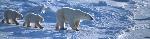 Click here for more information about Polar Bears - Wildlife Research