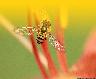 Hover Fly Pollinator Ecard