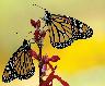Monarch Pollinator Ecard