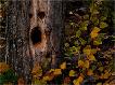 Halloween Ecard - Screaming Tree