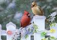 Christmas Ecard - cardinals