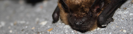 Symbolic Gift -  Little Brown Bat