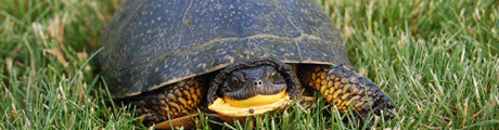 Symbolic Gift - Turtle Nesting Sites